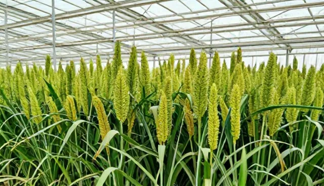 农产品种植如何实现控品质?
